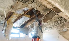 Mold Remediation for Rental Properties in Beltsville, MD